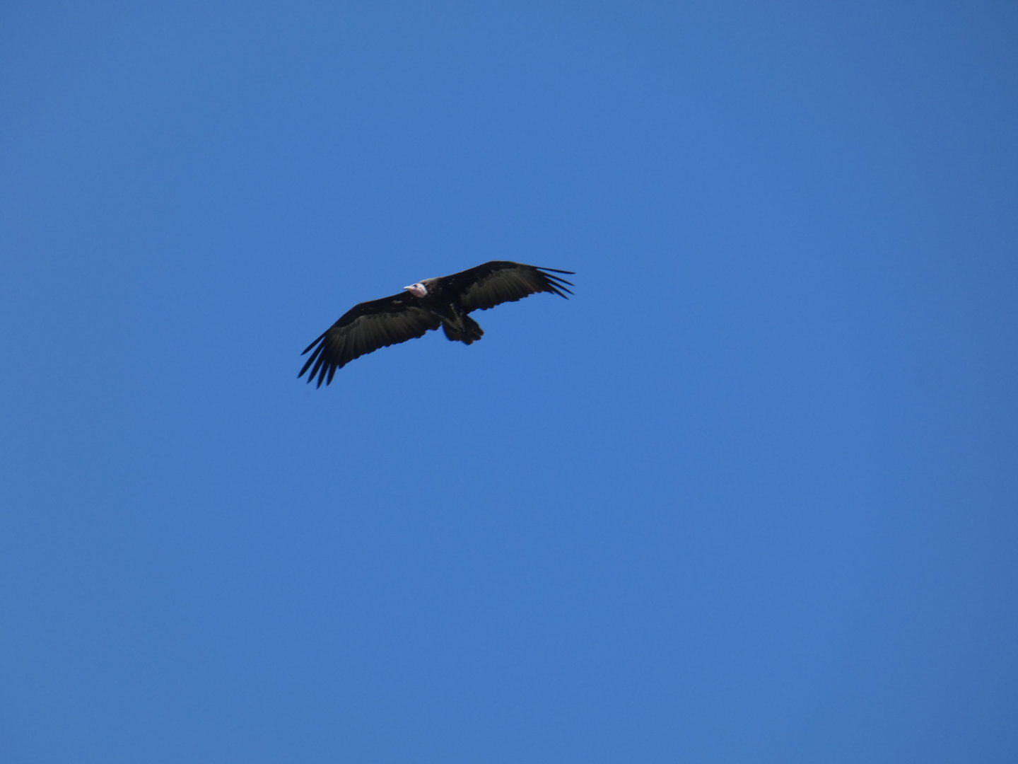 Hooded vulture flying