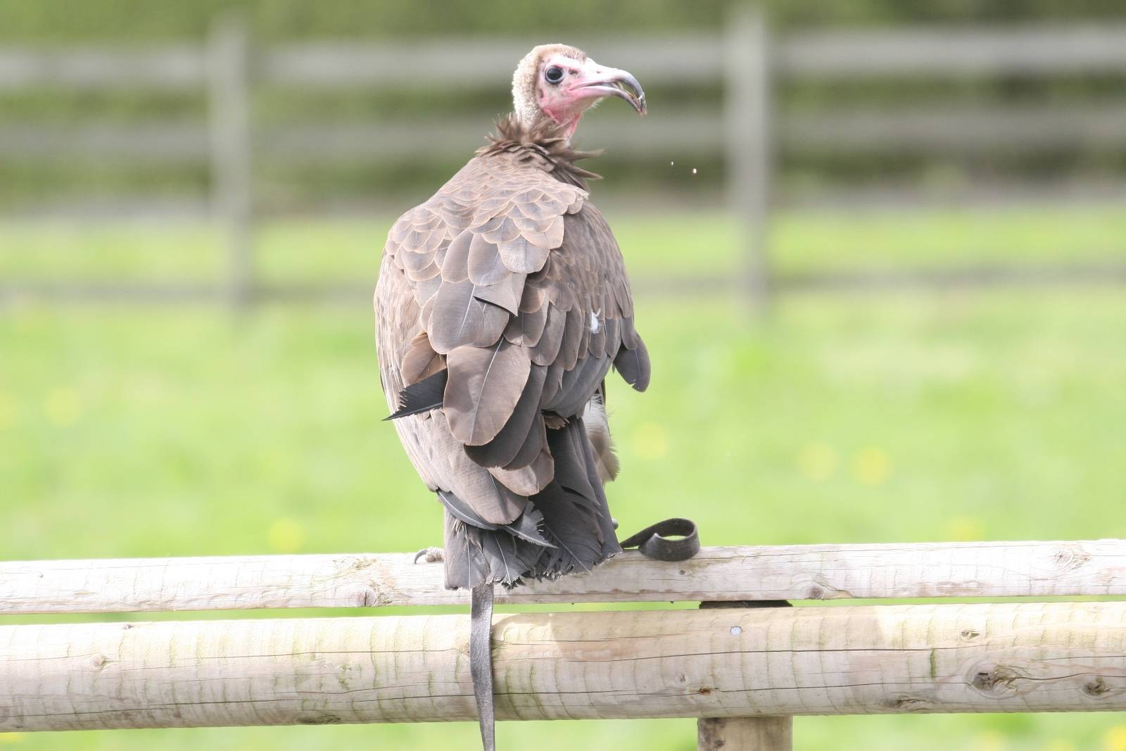 Hooded Vulture, Gauntlet 2008