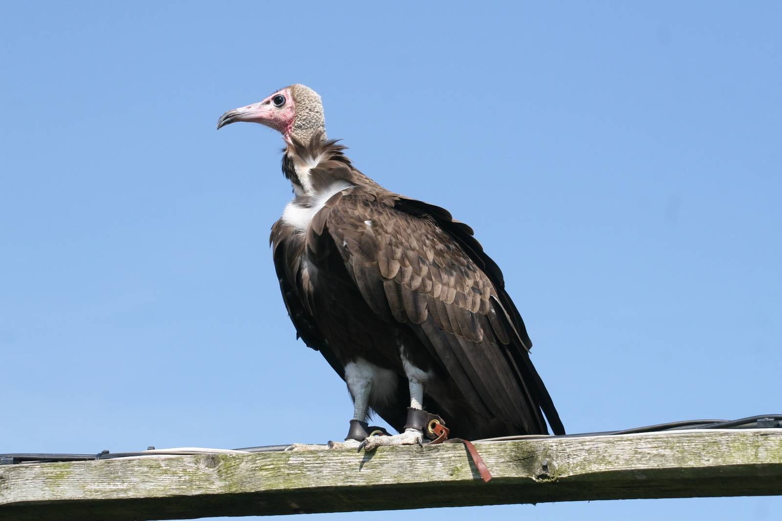 Hooded Vulture, Gauntlet 2009