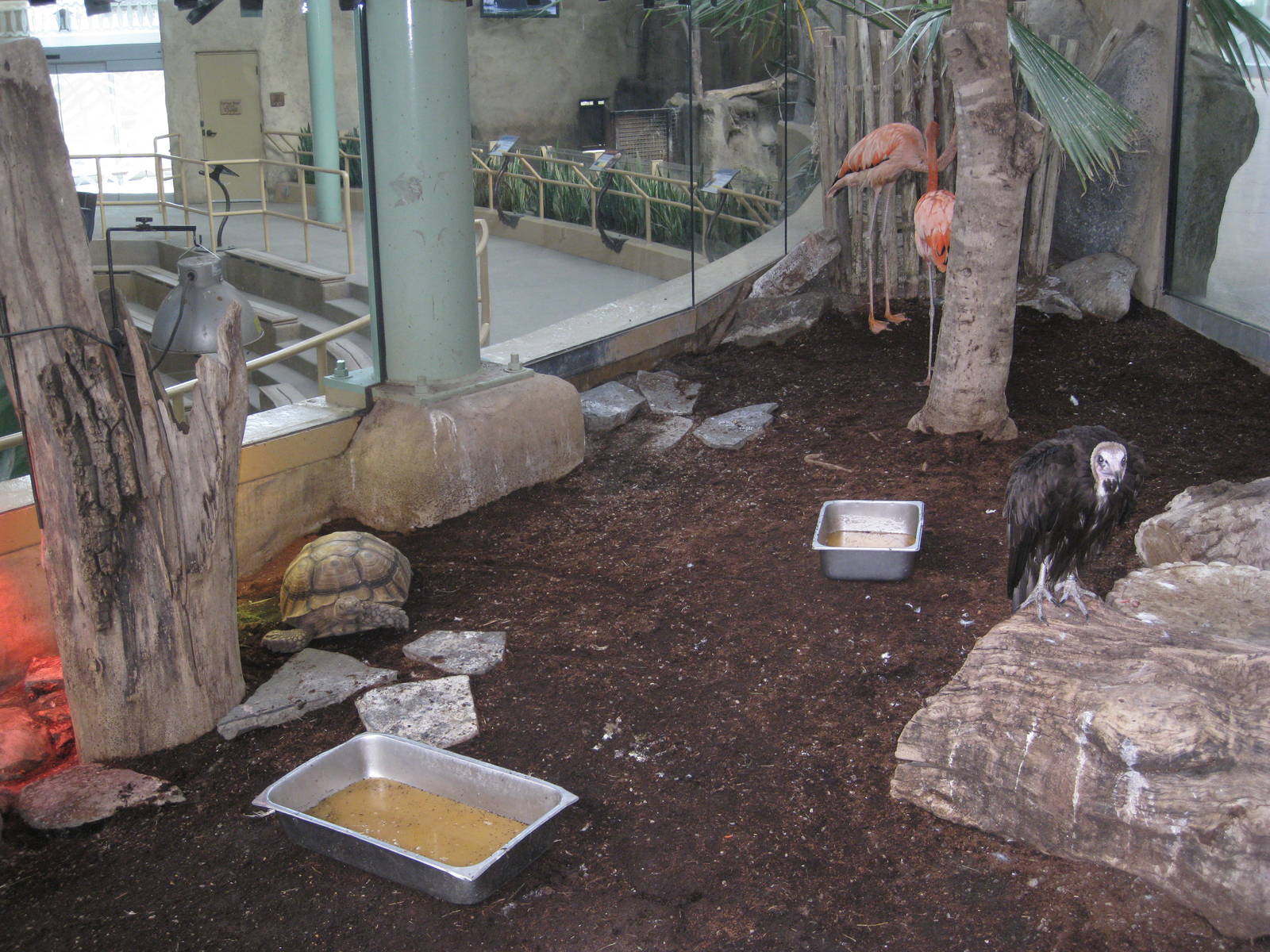 Hooded Vulture/Greater Flamingo/Sulcata Tortoise