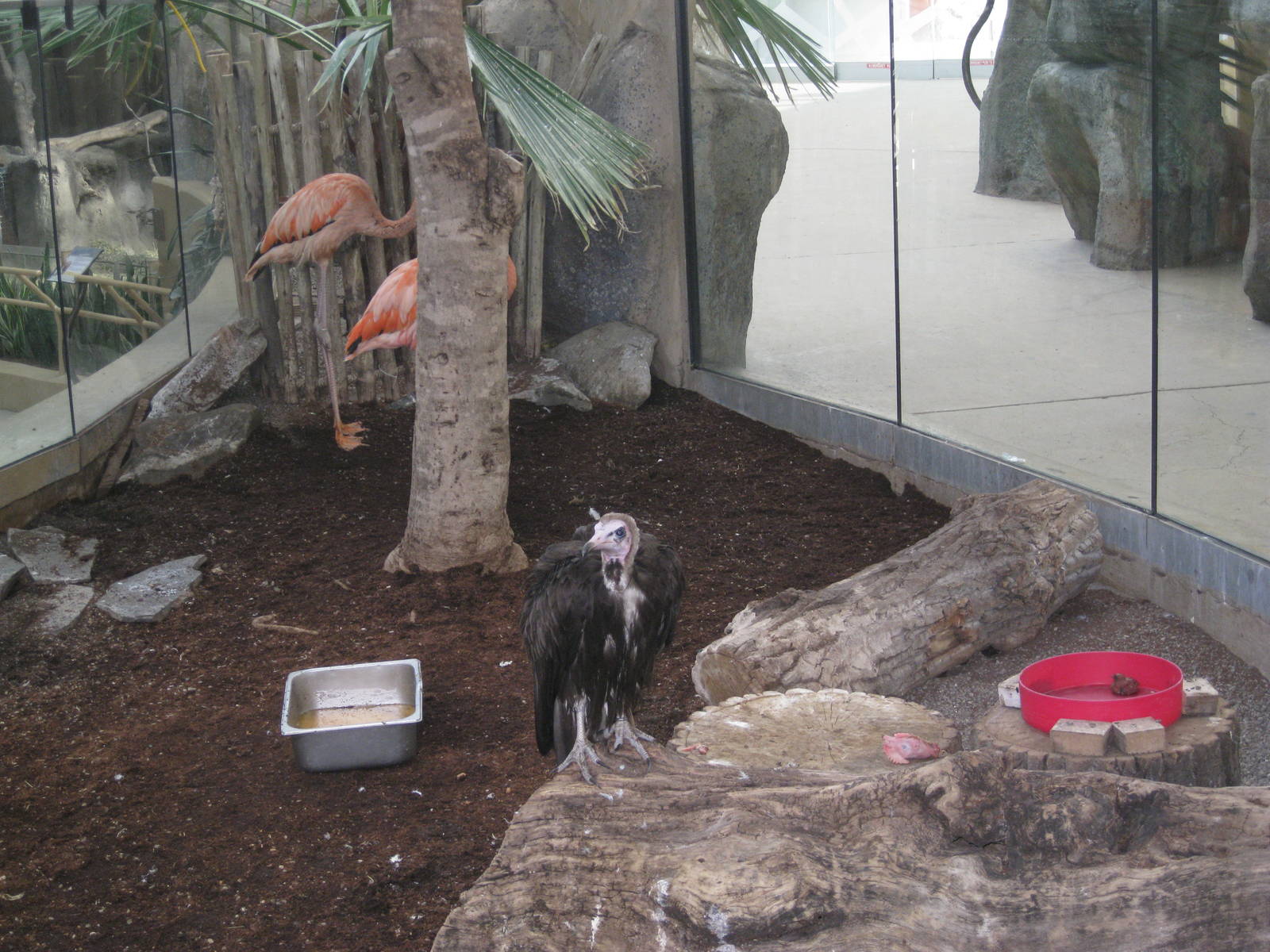 Hooded Vulture/Greater Flamingo