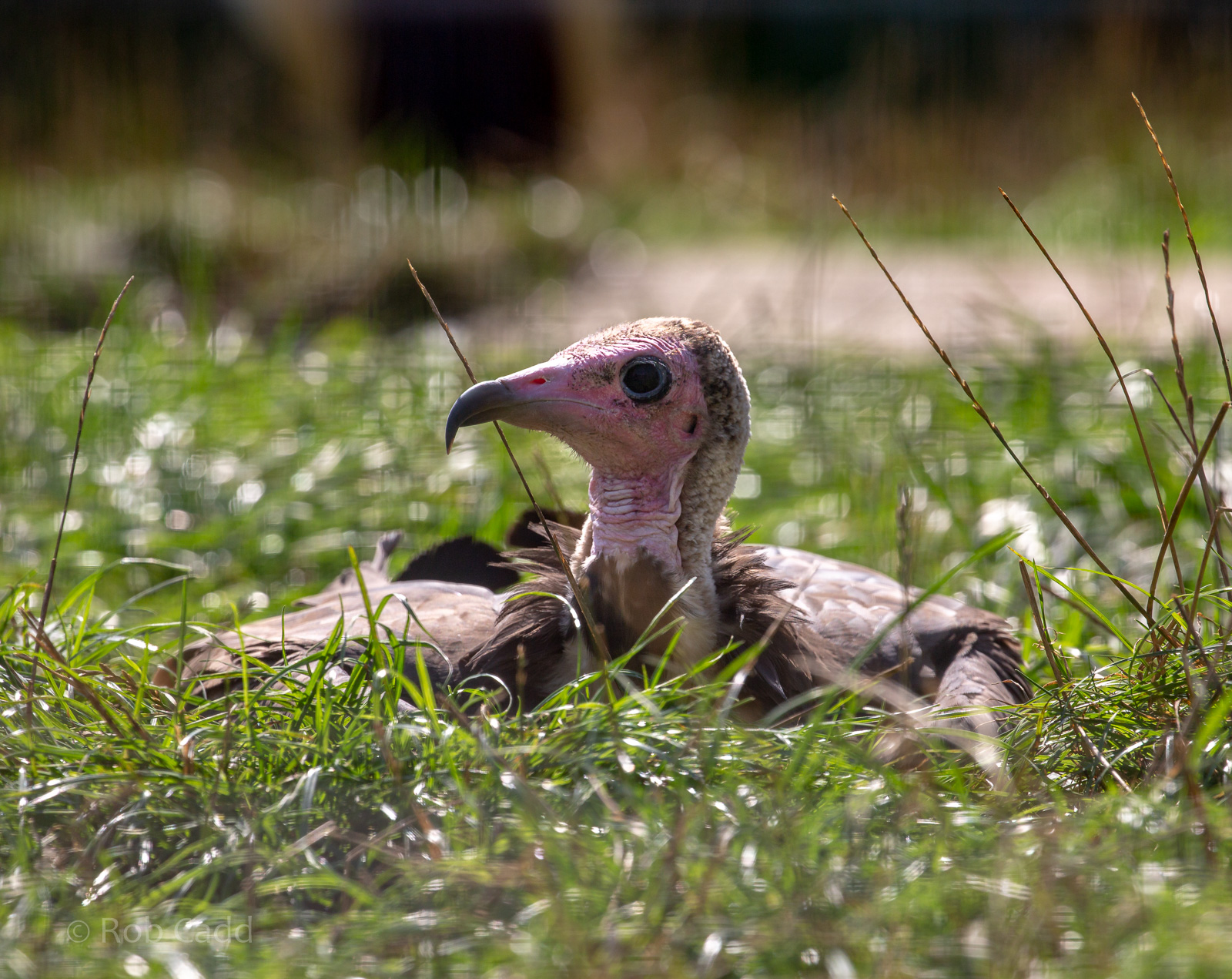 Hooded vulture : Hamerton : 02 Sep 2018
