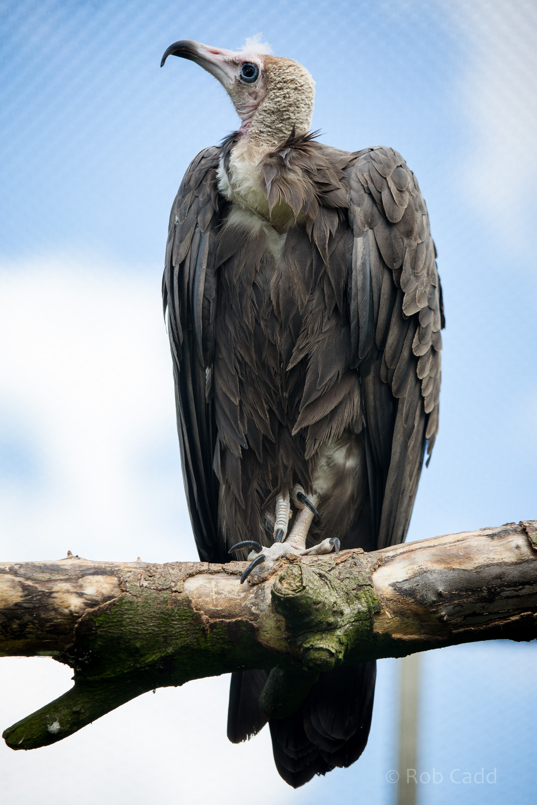Hooded vulture : Hamerton : 31 Aug 2014