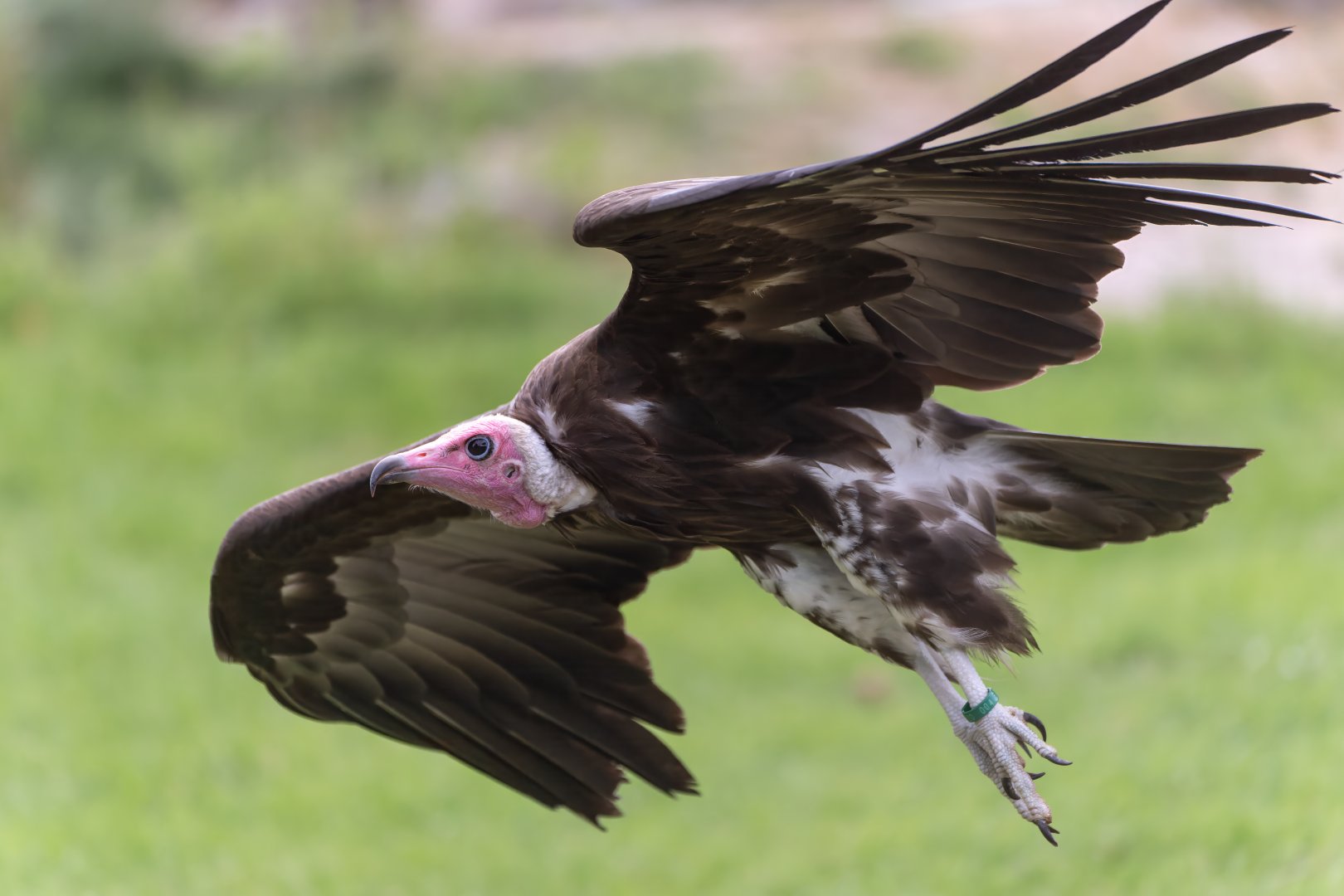 Hooded vulture, Hawk conservancy trust, UK
