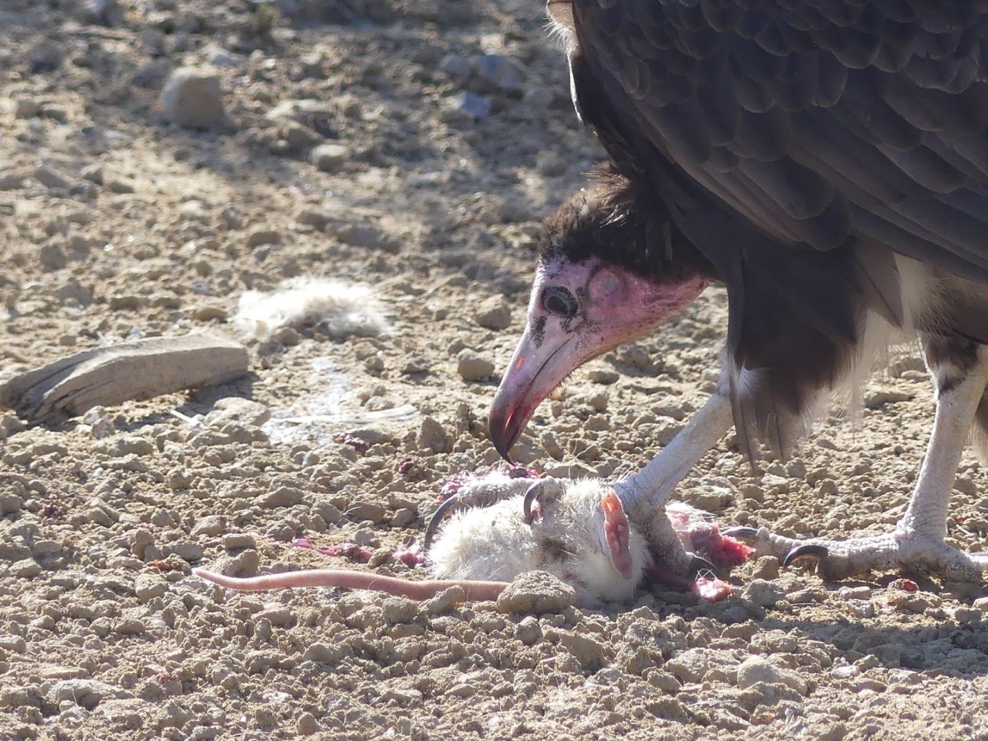 Hooded Vulture - Heart of Africa - 02.04.25