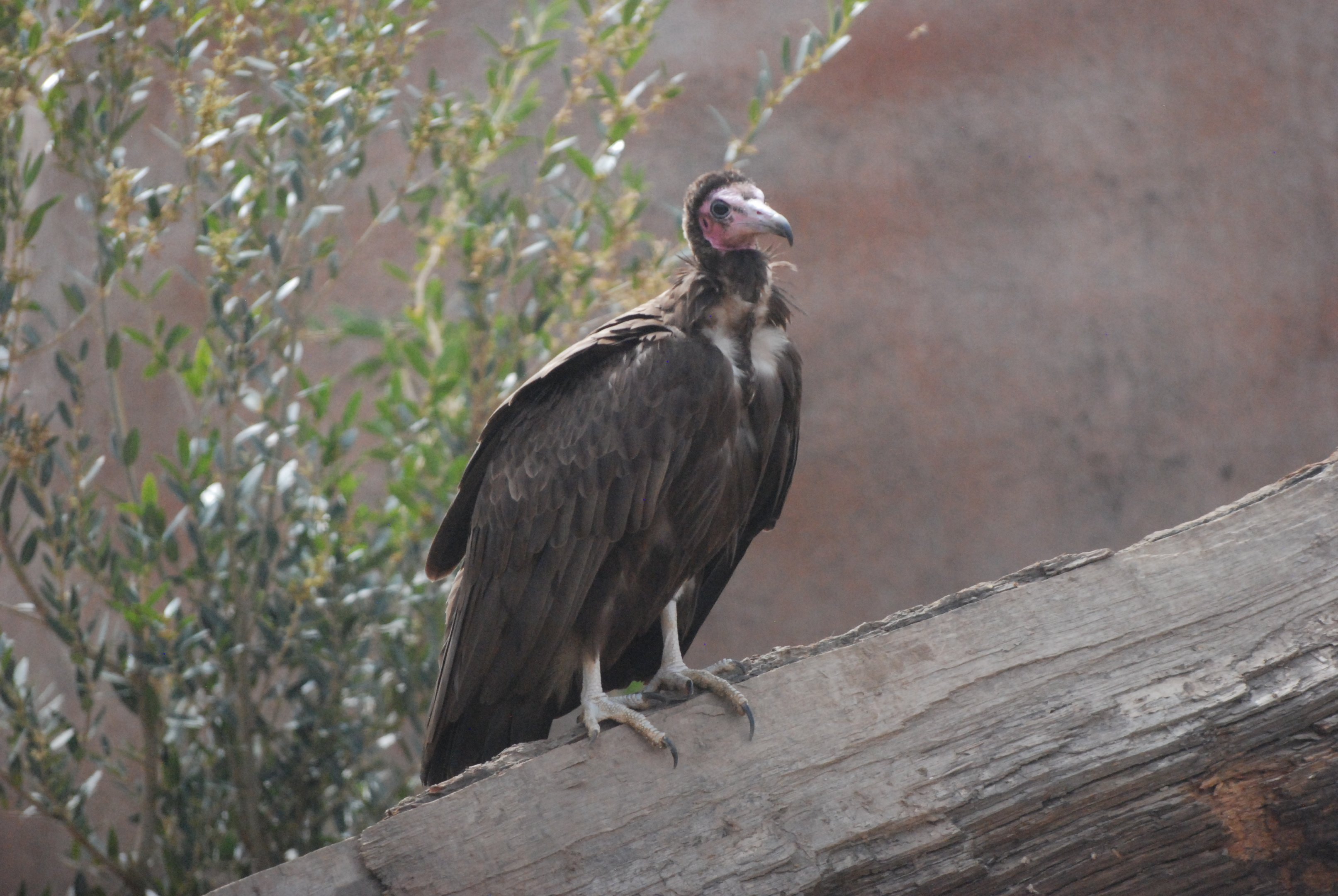 Hooded Vulture, Heart of Africa at Chester, 12th April 2025