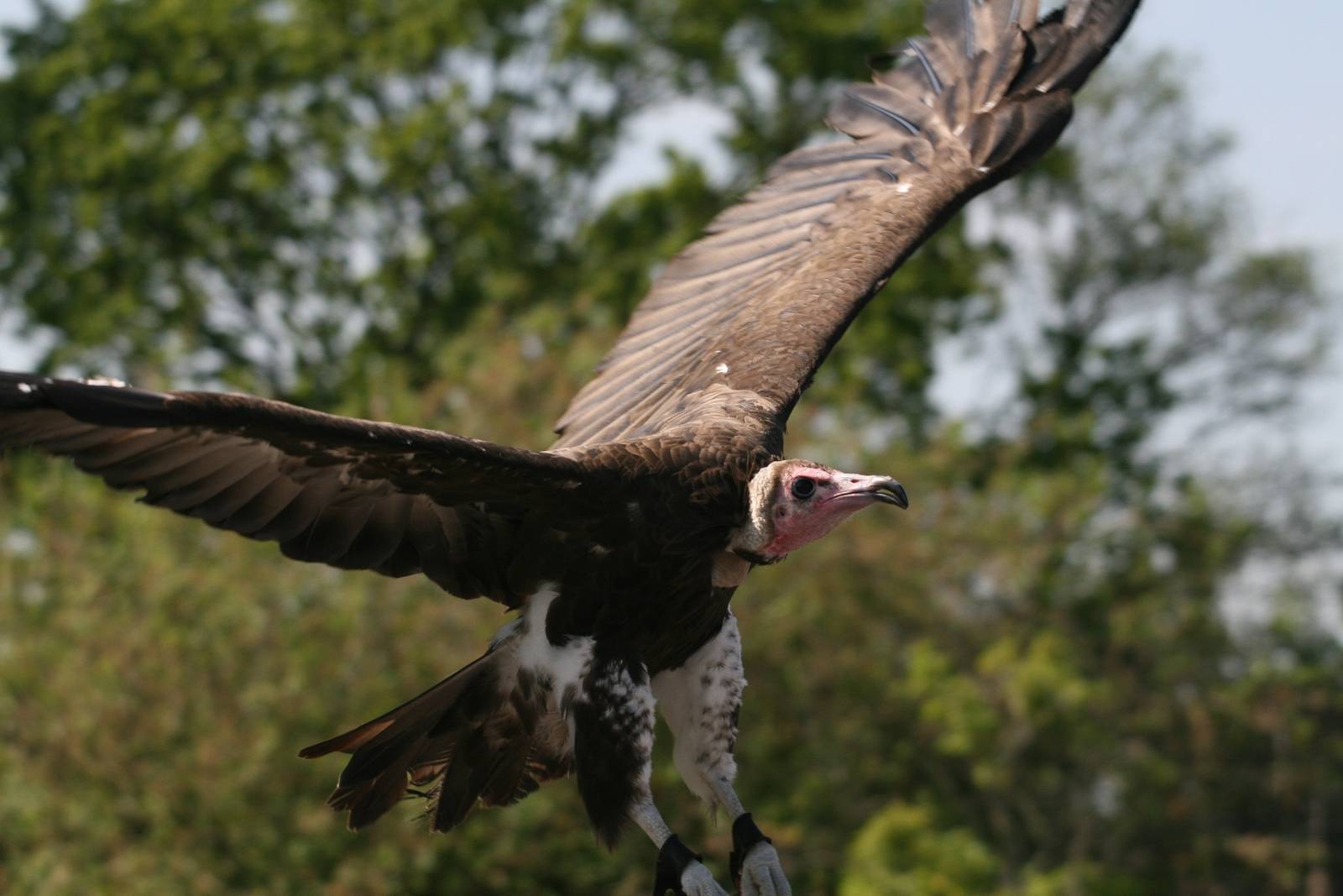 Hooded Vulture in Flight, Gauntlet 2009