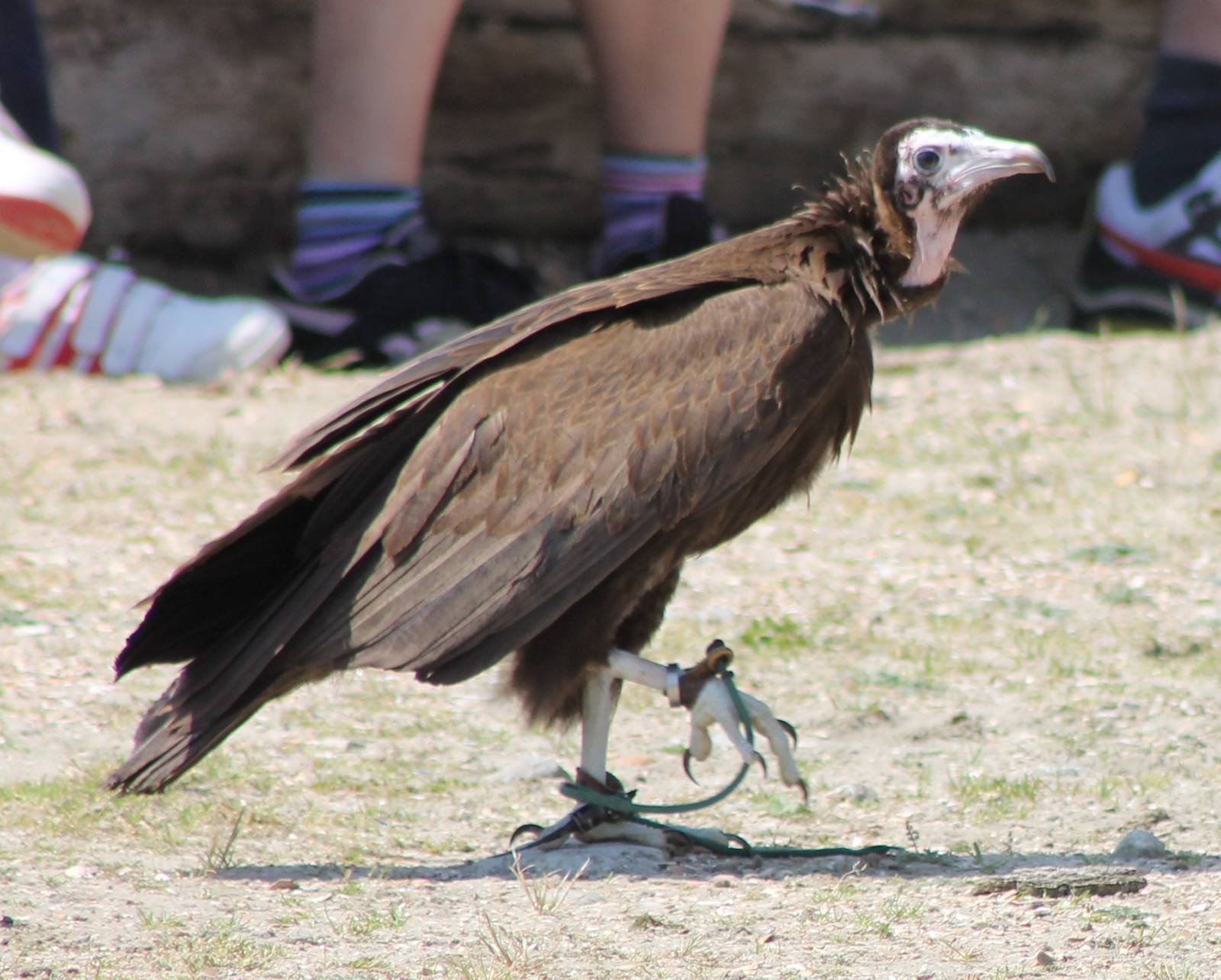 Hooded vulture in the Bird-show