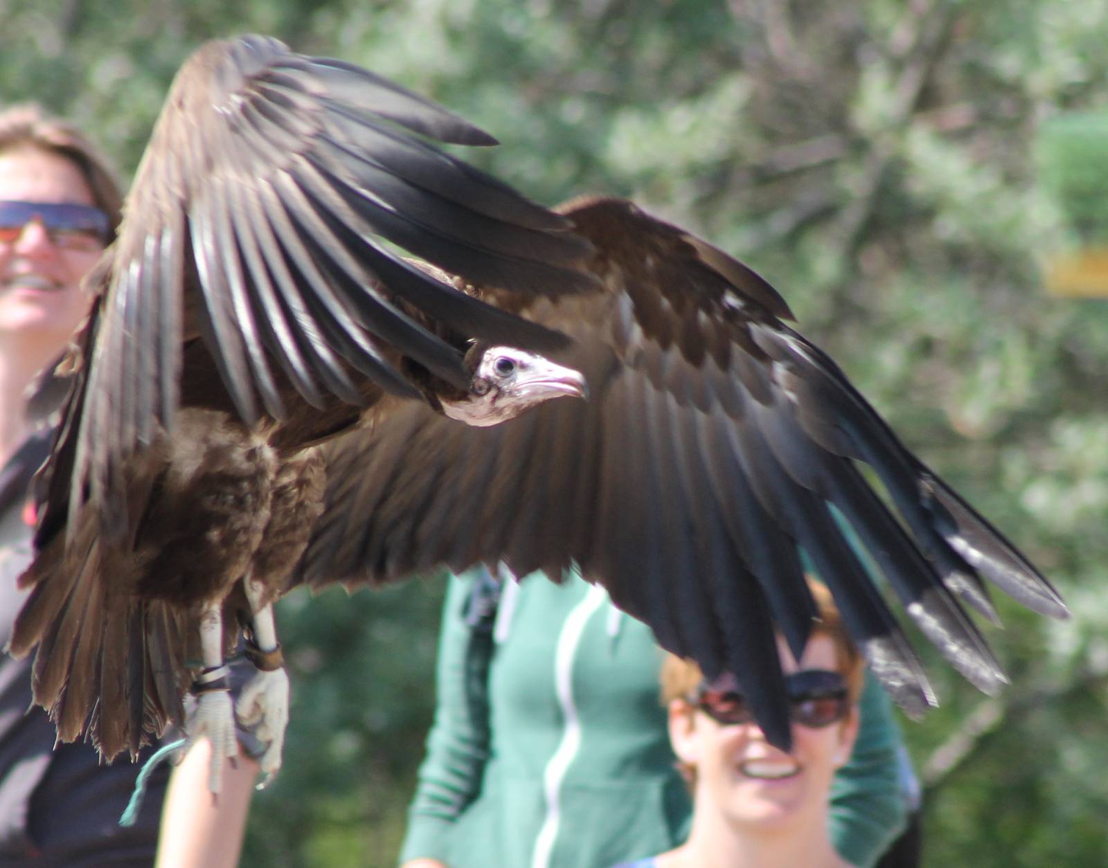 Hooded vulture in the Bird-show