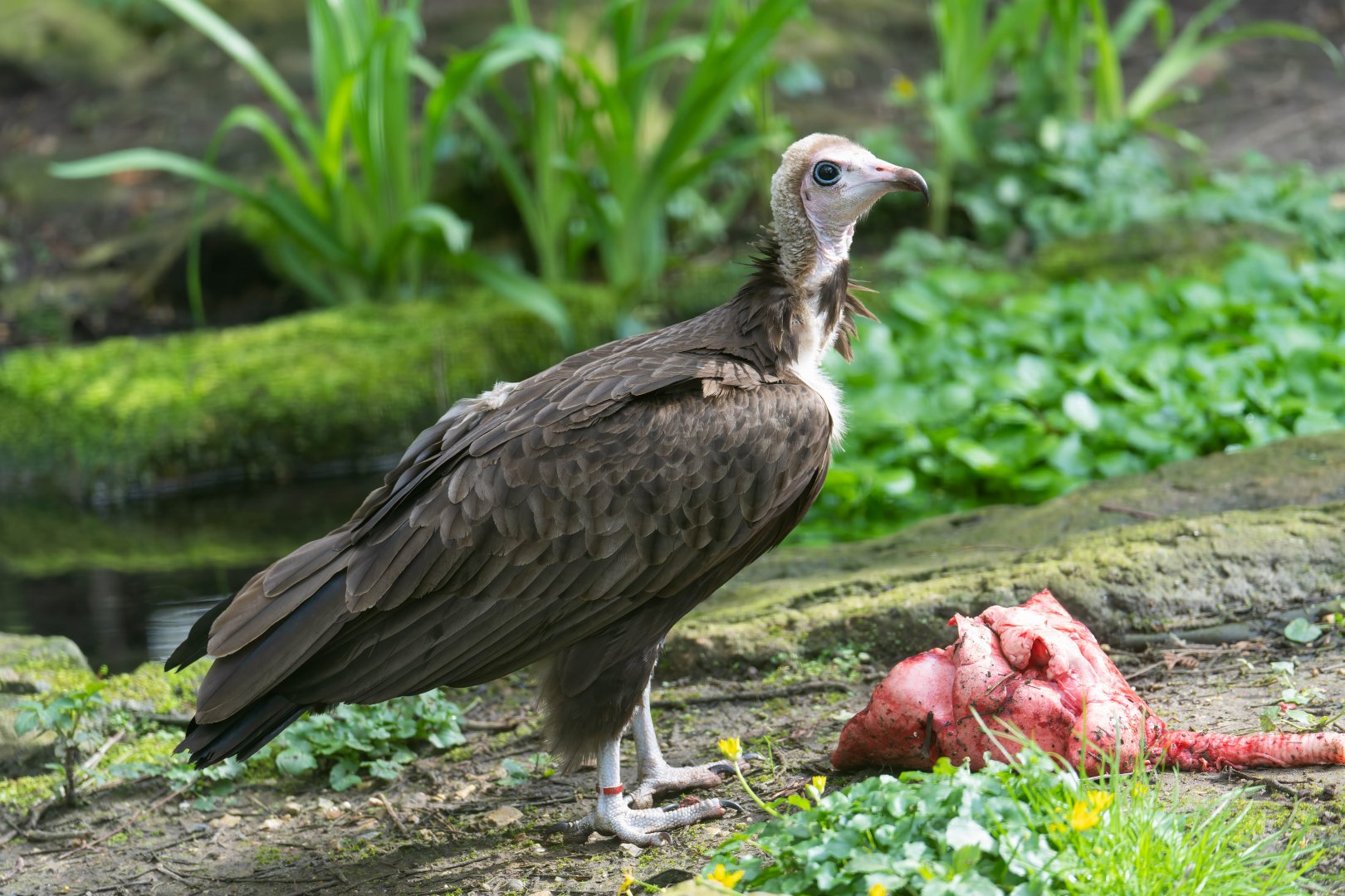 Hooded vulture, Linton, UK