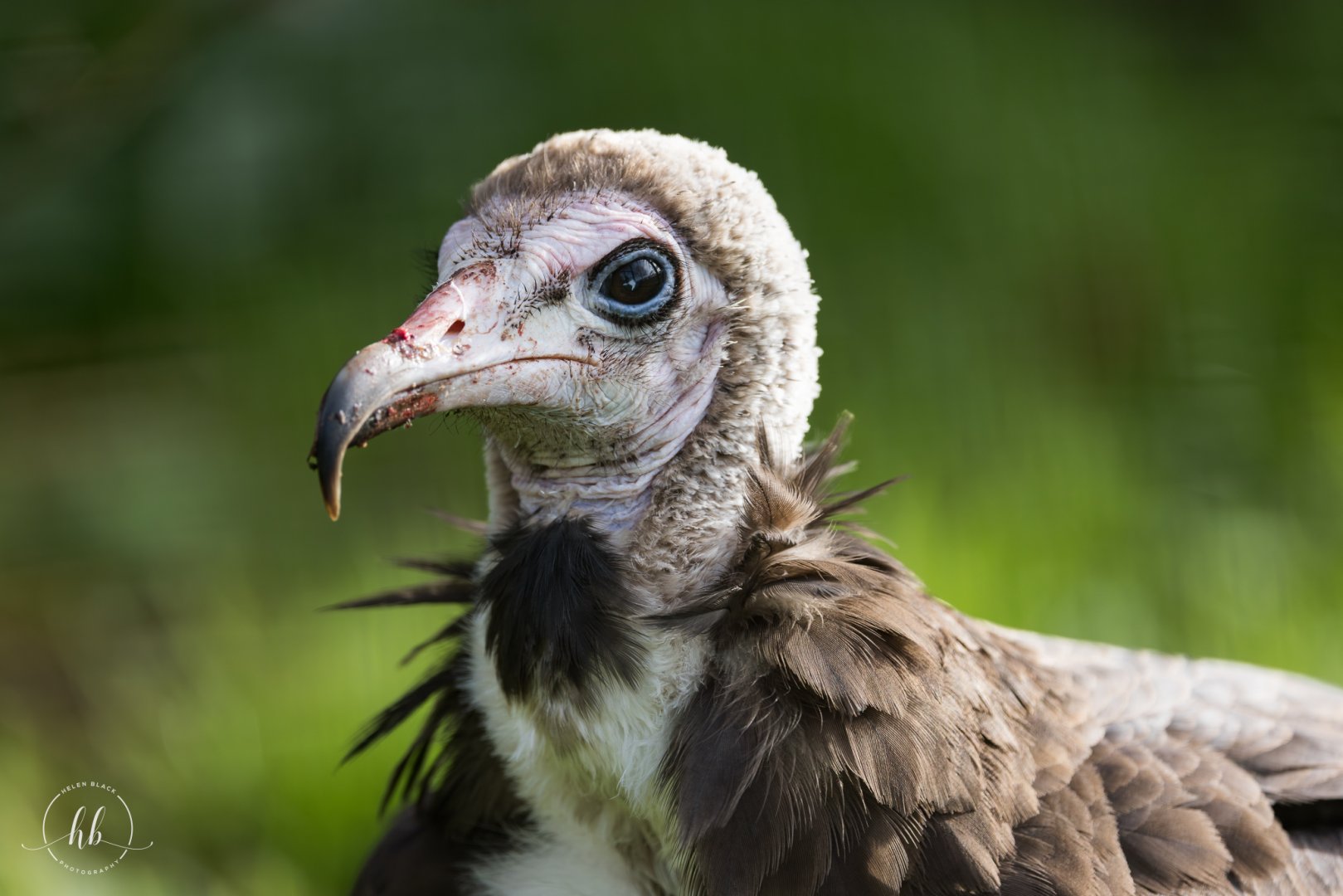Hooded Vulture / Linton Zoo / 17-11-24