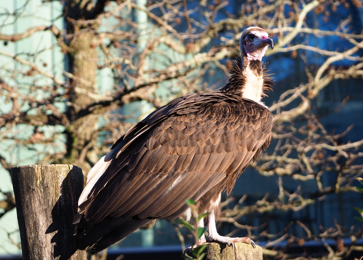 Hooded vulture (Necrosyrtes monachus), 2019-12-30