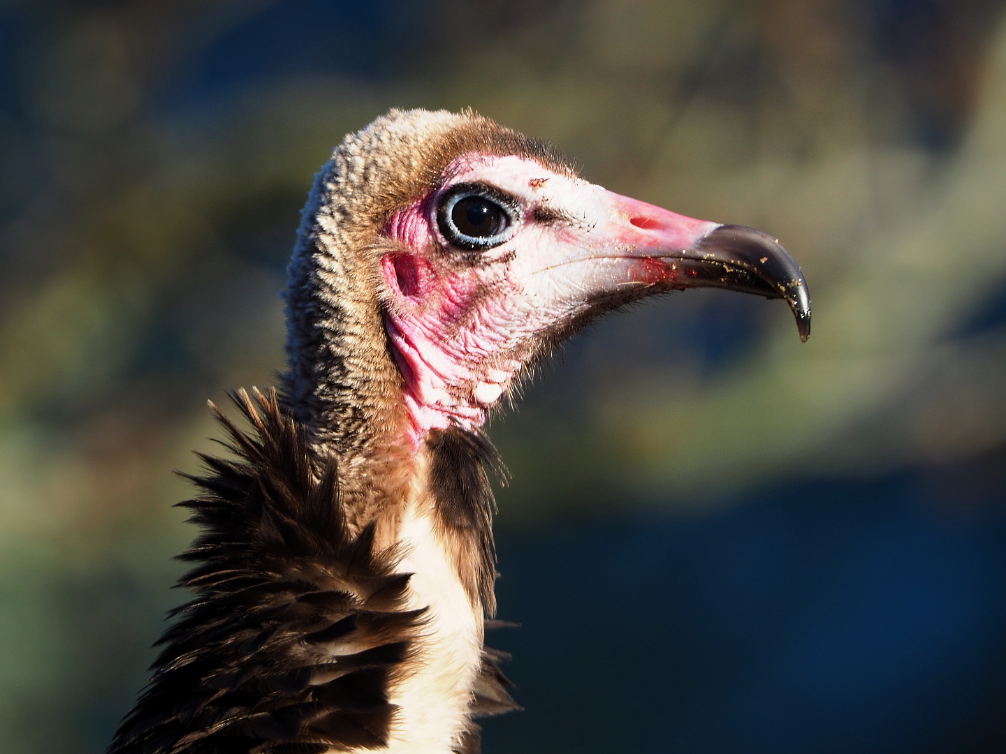Hooded vulture (Necrosyrtes monachus), 2019-12-30