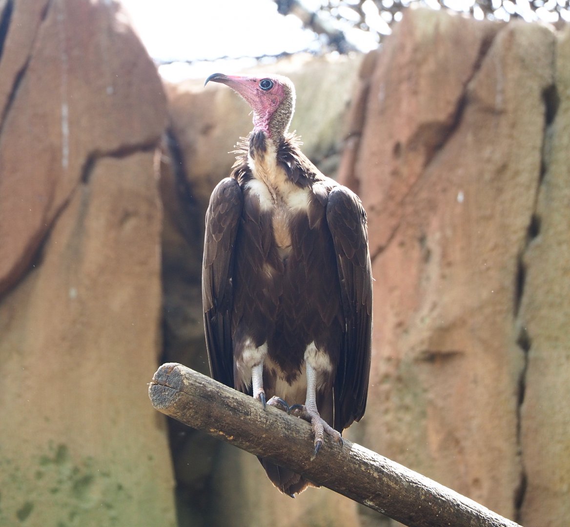 Hooded vulture (Necrosyrtes monachus), 2022-05-26