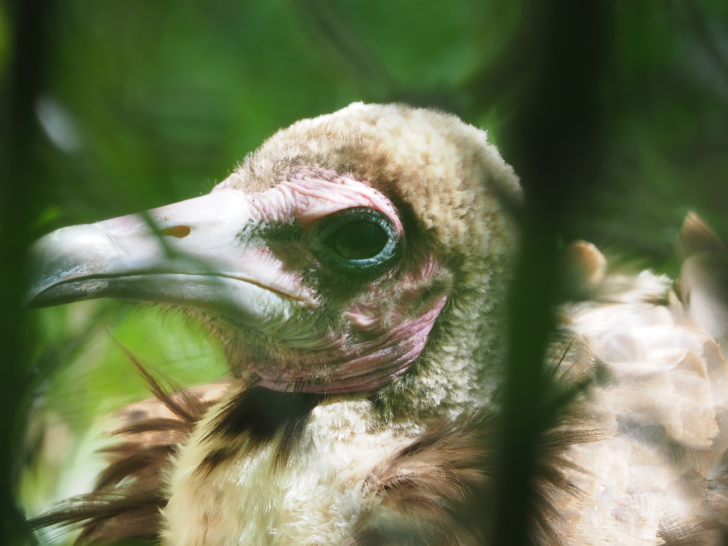 Hooded vulture (Necrosyrtes monachus), 2022-07-03
