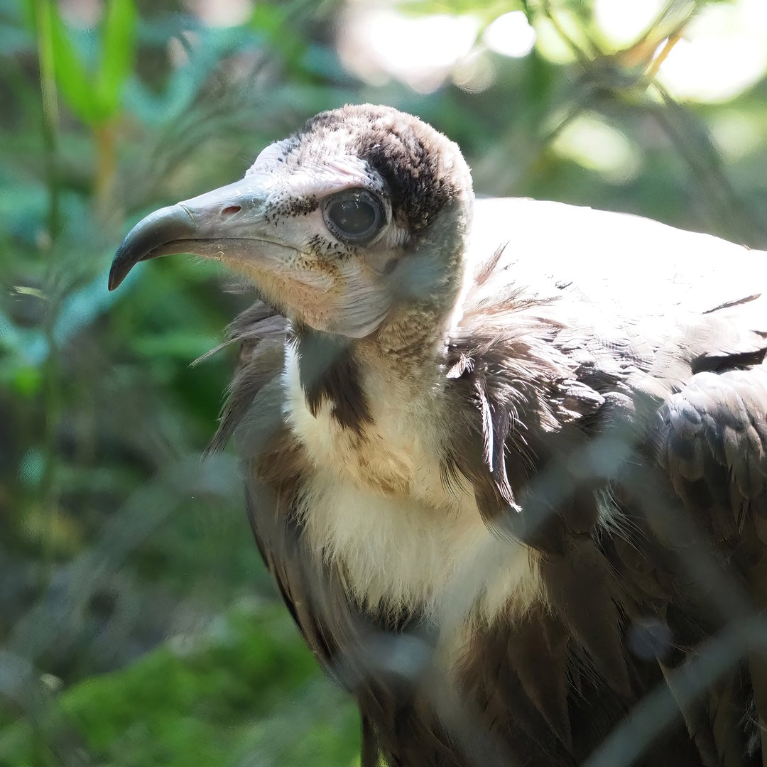 Hooded vulture (Necrosyrtes monachus), 2022-08-07