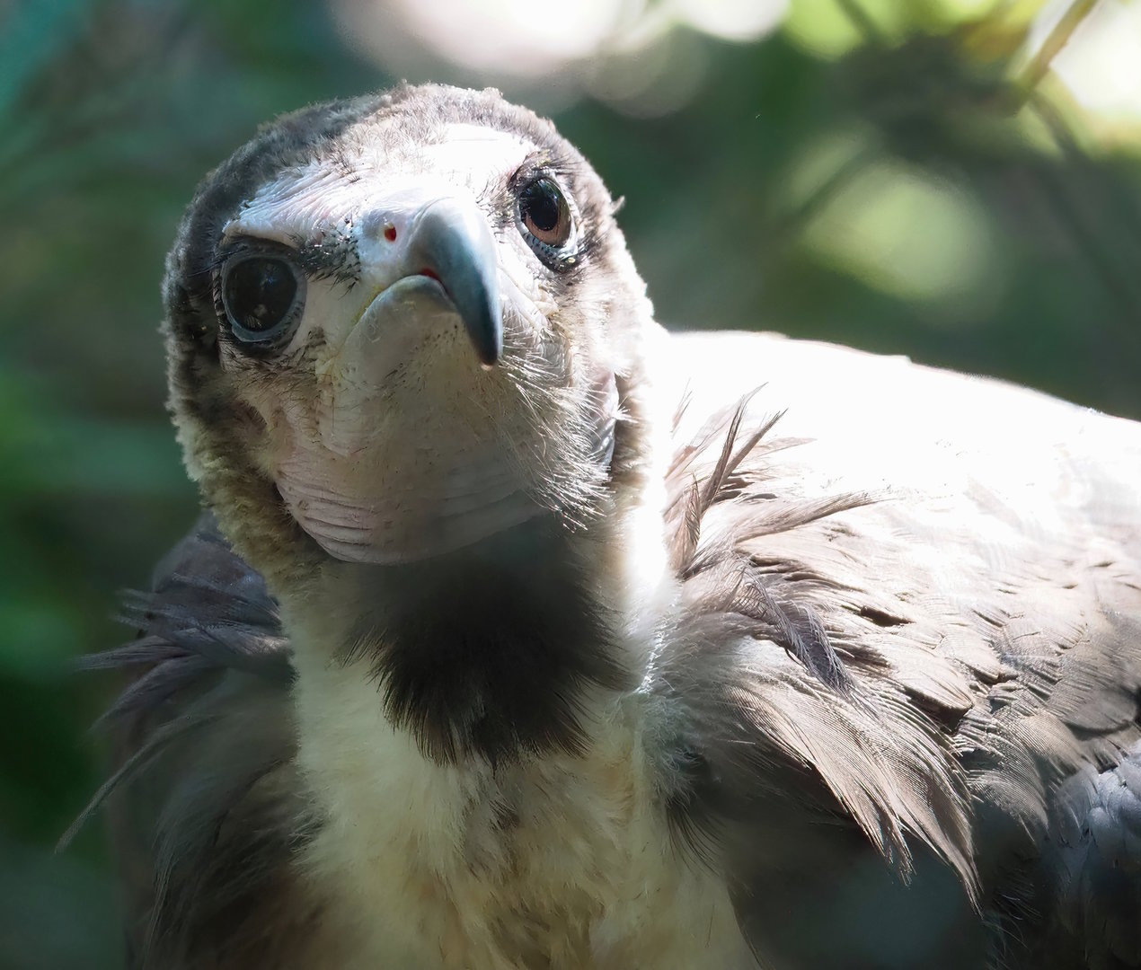 Hooded vulture (Necrosyrtes monachus), 2022-08-07