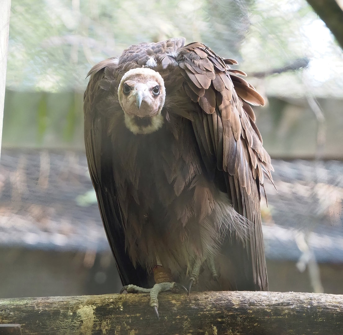 Hooded vulture (Necrosyrtes monachus), 2022-09-12
