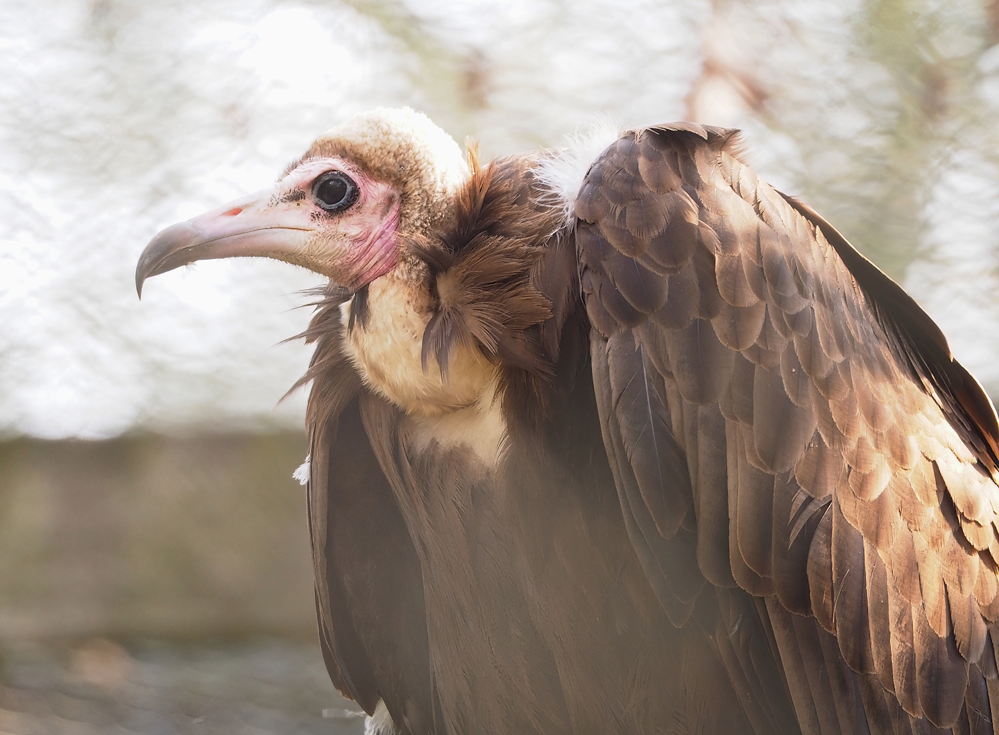 Hooded vulture (Necrosyrtes monachus), 2023-04-18