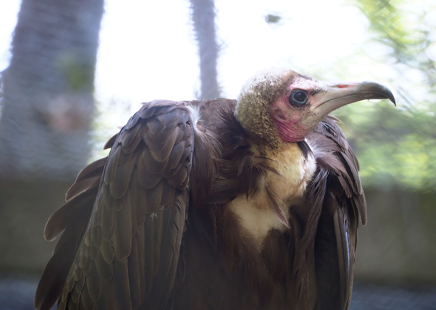 Hooded vulture (Necrosyrtes monachus), 2023-06-04