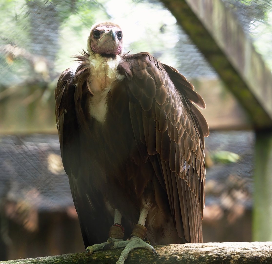 Hooded vulture (Necrosyrtes monachus), 2023-07-26