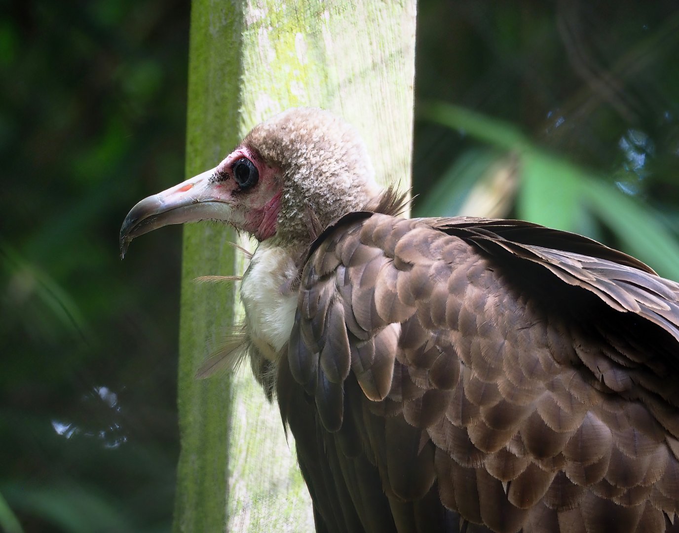 Hooded vulture (Necrosyrtes monachus), 2023-07-26