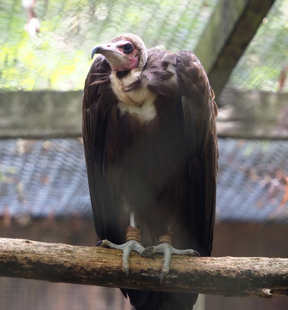 Hooded vulture (Necrosyrtes monachus), 2023-09-19