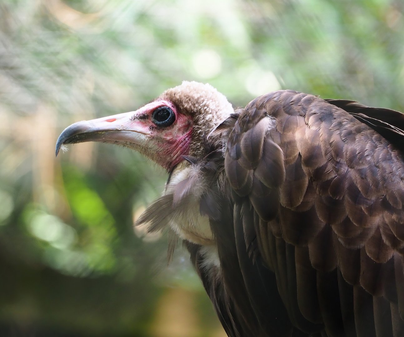 Hooded vulture (Necrosyrtes monachus), 2023-09-19
