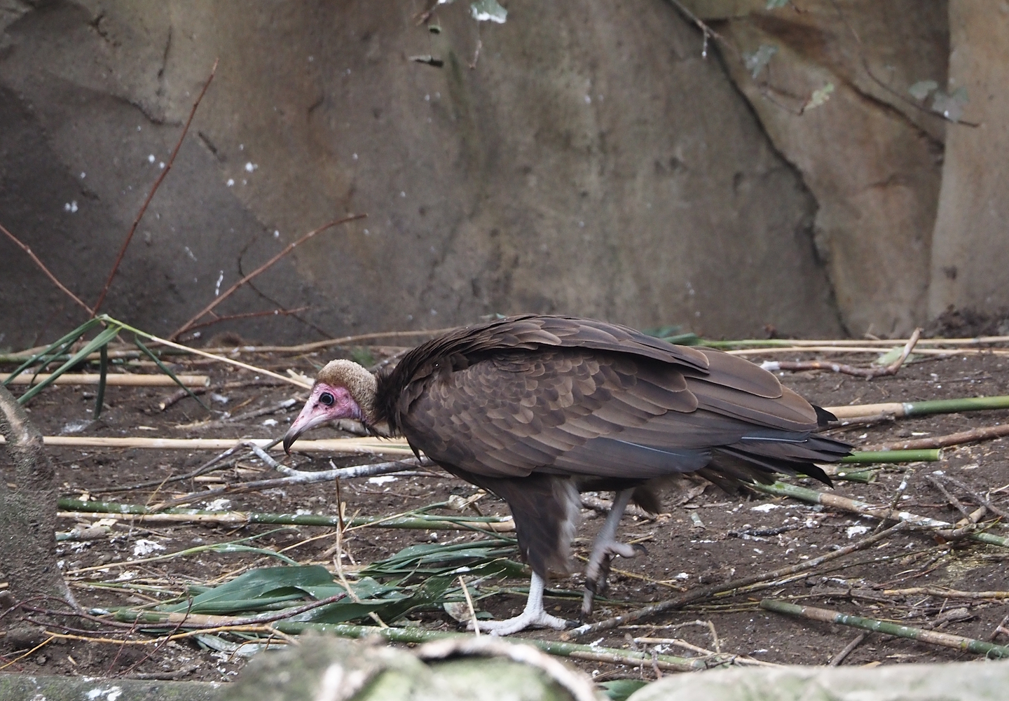 Hooded vulture (Necrosyrtes monachus), 2024-03-09