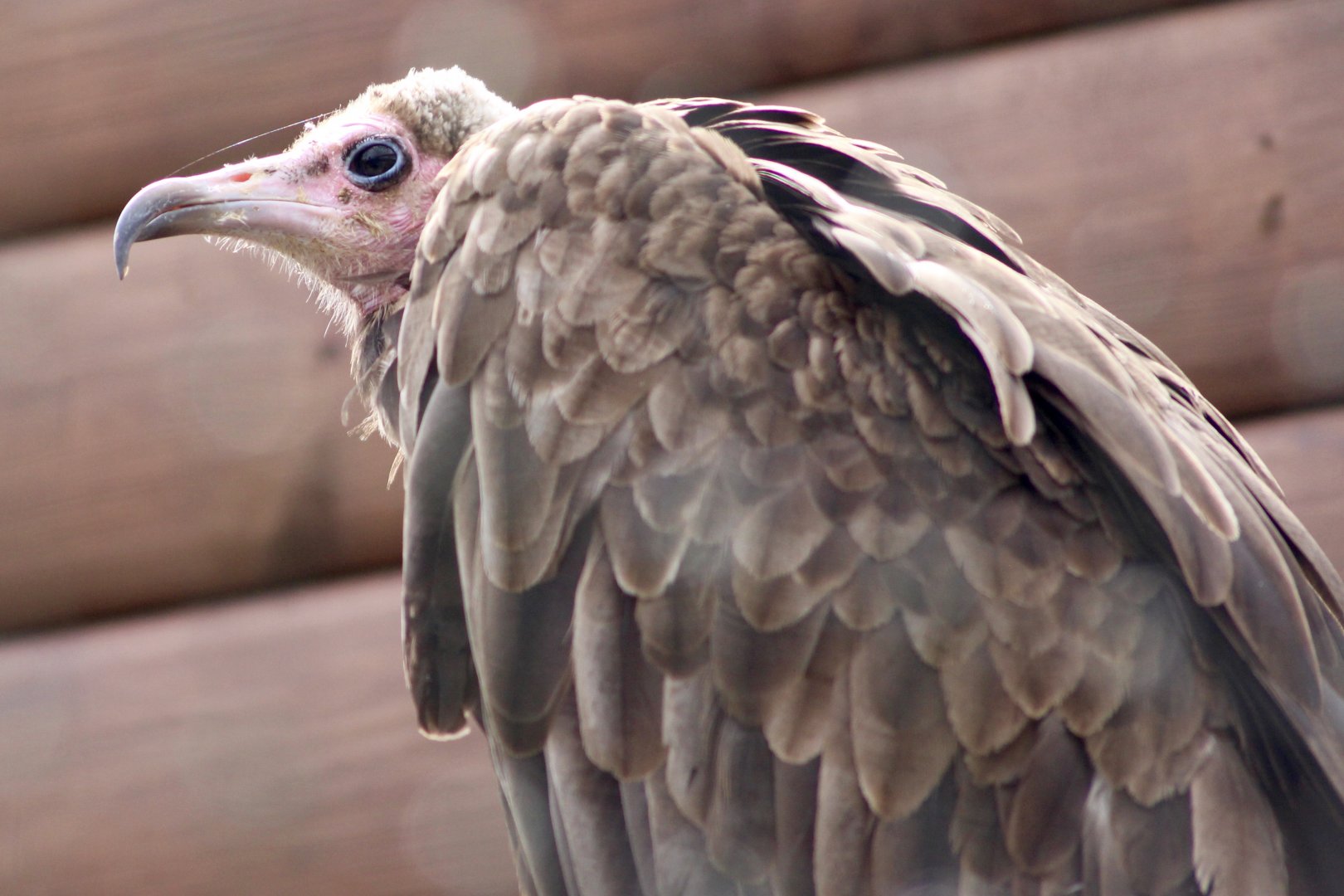 Hooded vulture (Necrosyrtes monachus) at Tayto Park - 10/08/2021