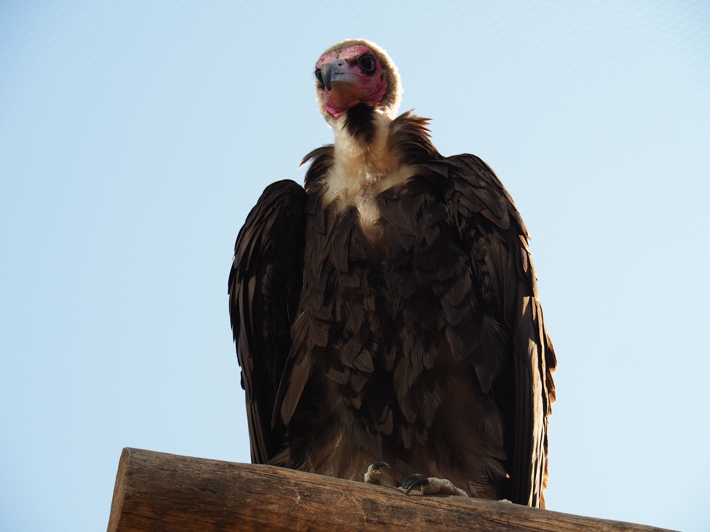 Hooded vulture (Necrosyrtes monachus), Feb 27th, 2019