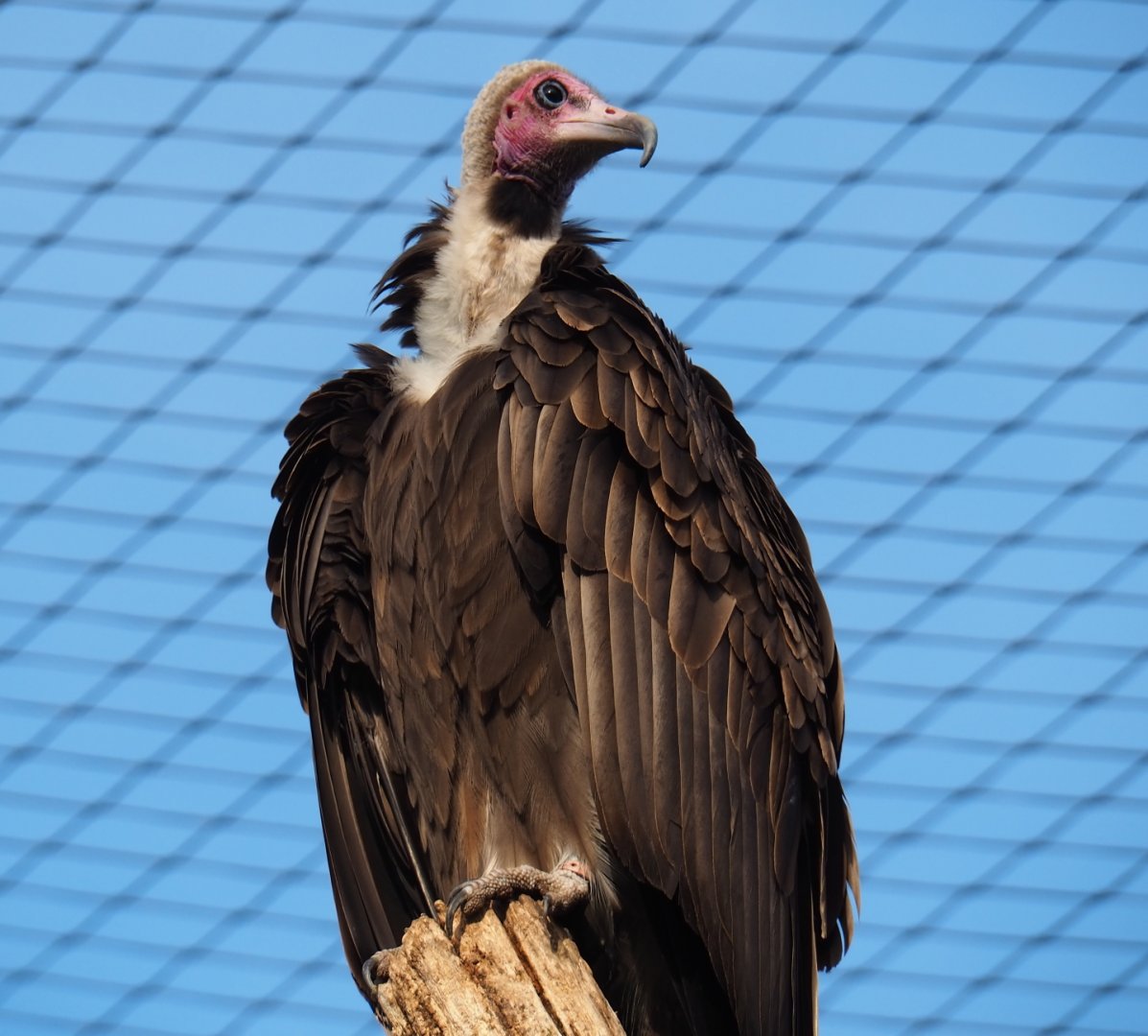 Hooded vulture (Necrosyrtes monachus), Nov 10th, 2018