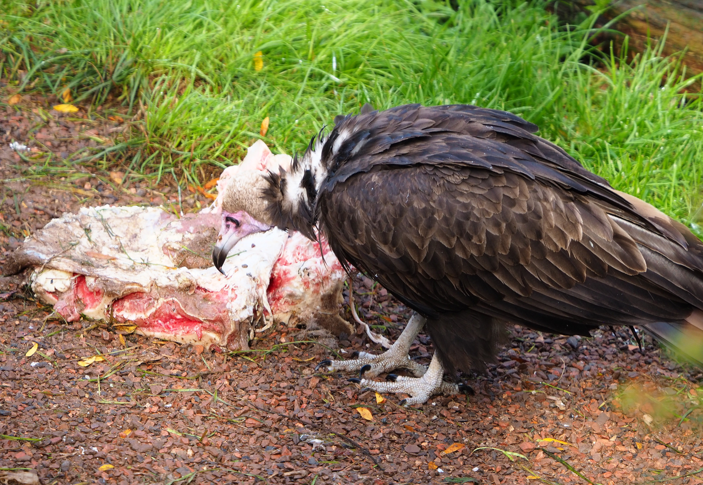 Hooded vulture (Necrosyrtes monachus) with feeding carrion, 2019-10-04