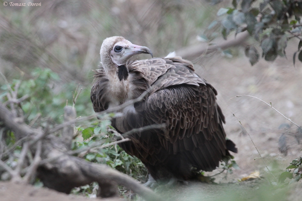 Hooded Vulture (Necrosyrtes monachus)