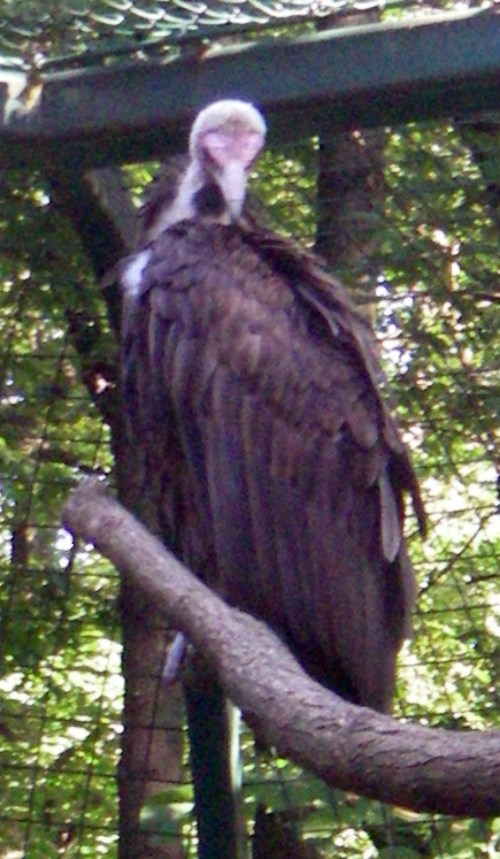 Hooded Vulture (Necrosyrtes monachus)
