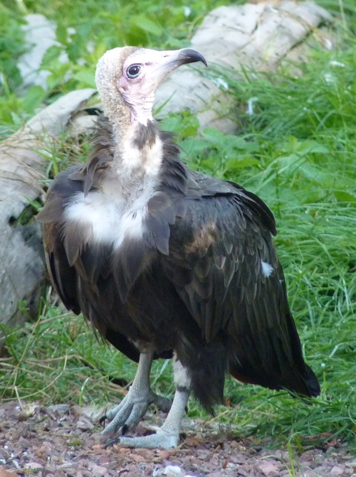 Hooded vulture (Necrosyrtes monachus)