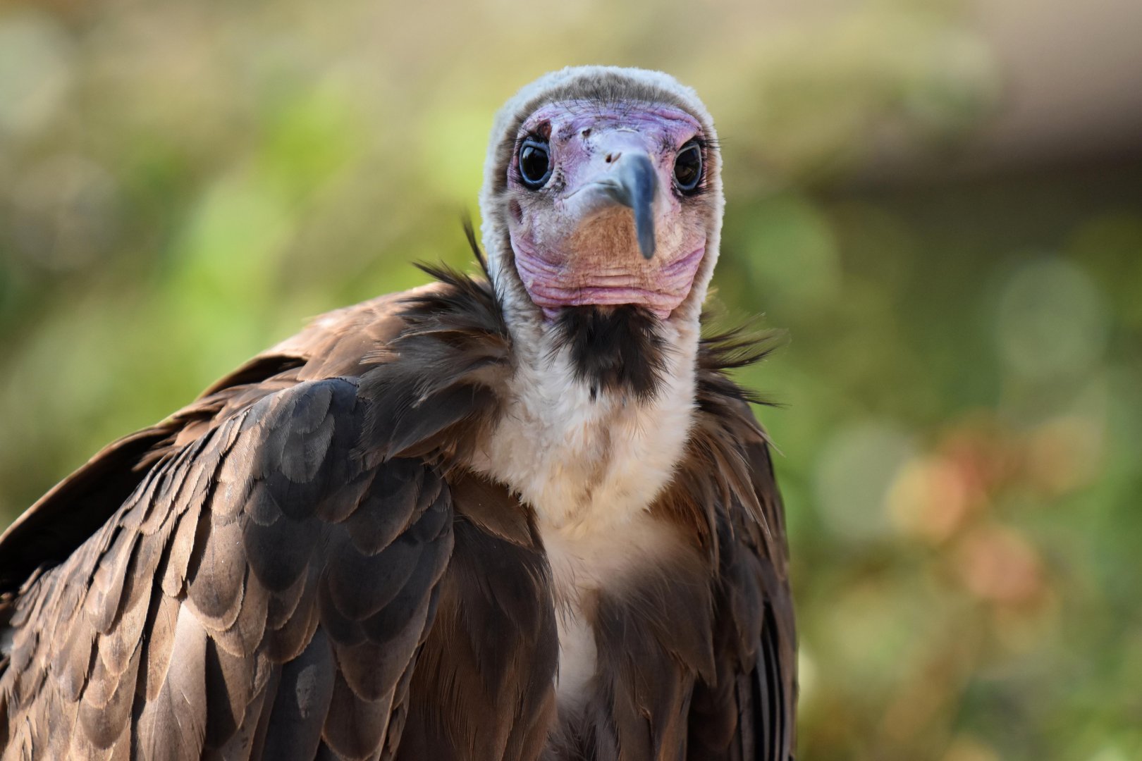 Hooded vulture (Necrosyrtes monachus)