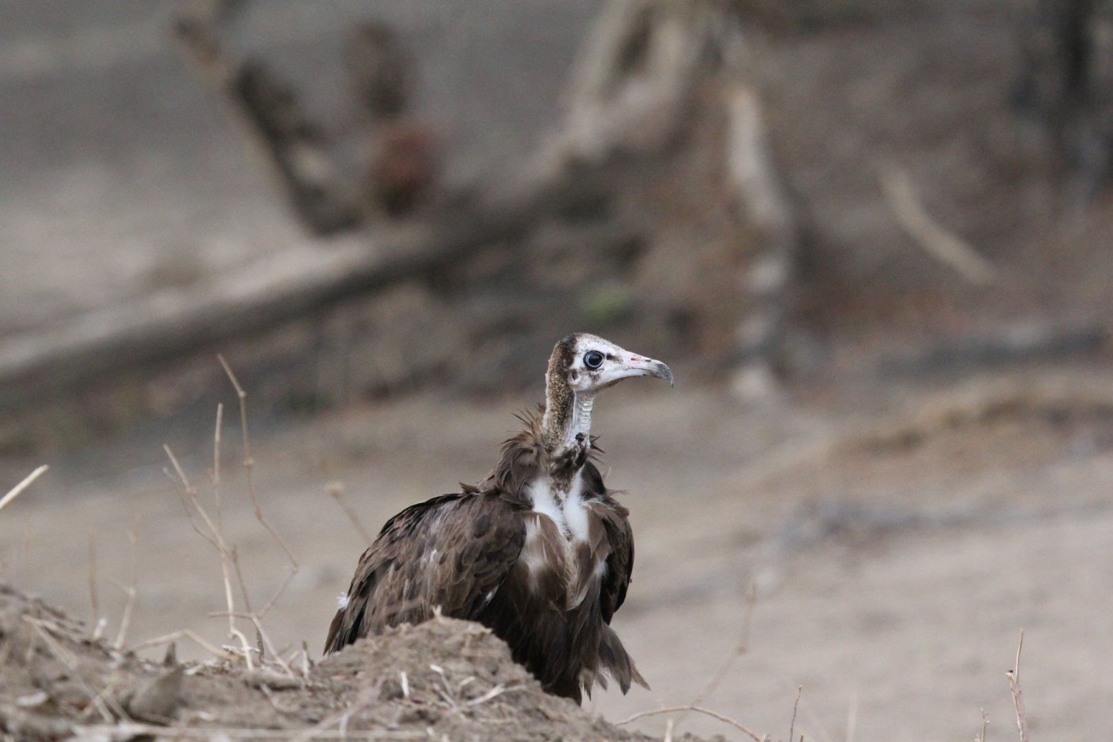 Hooded Vulture (Necrosyrtes monachus)