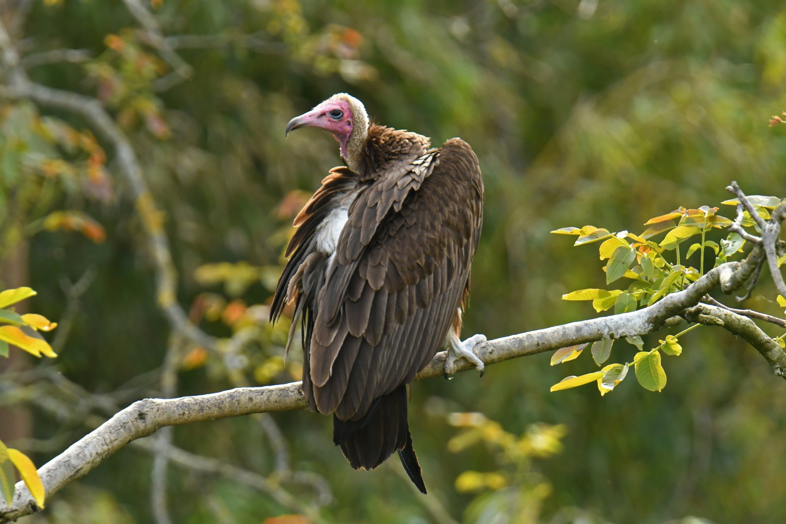 Hooded vulture (Necrosyrtes monachus)