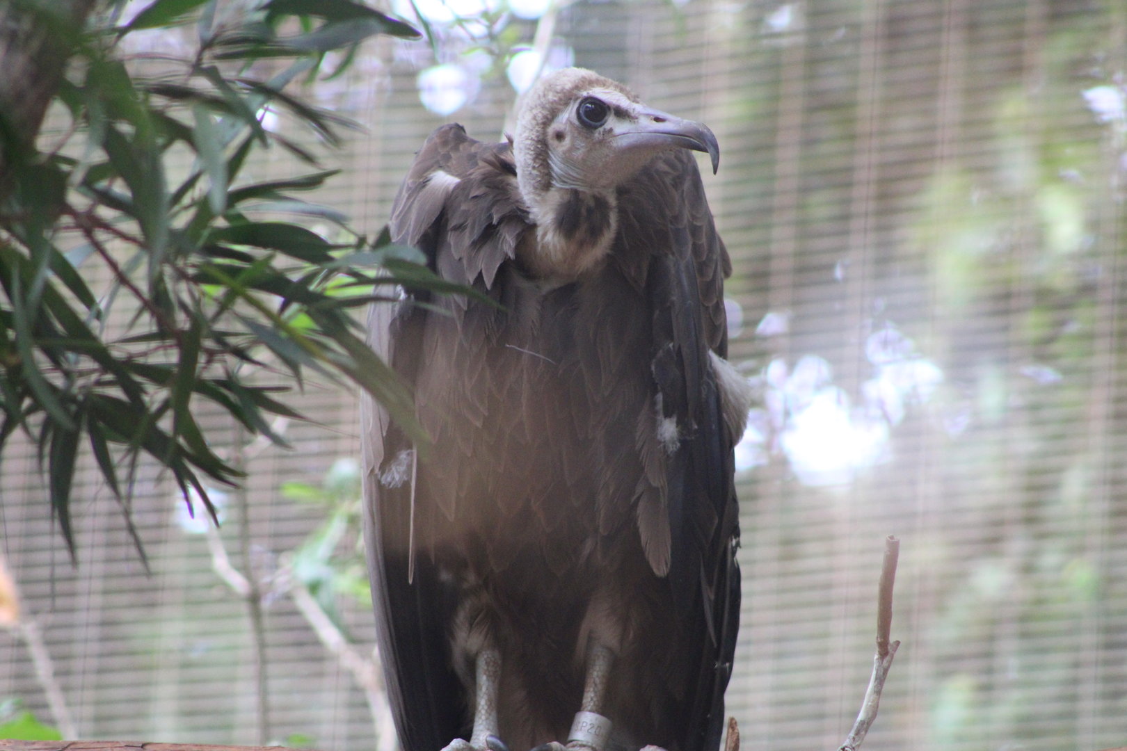 Hooded Vulture (Necrosyrtes monachus)
