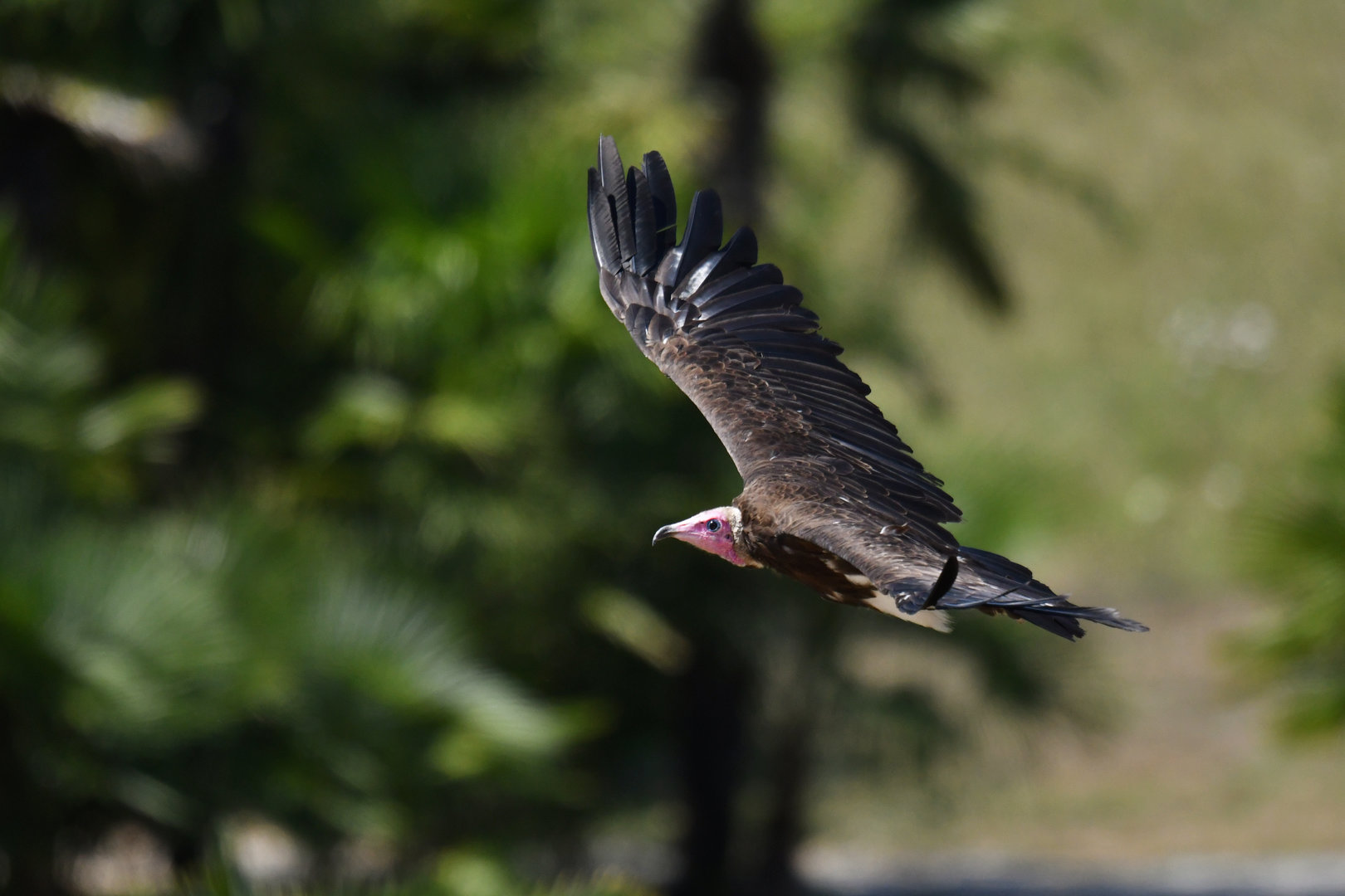 Hooded vulture Necrosyrtes monachus