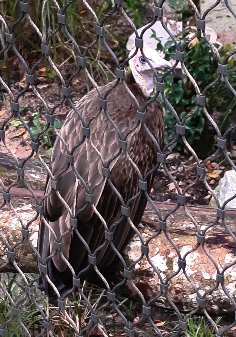 Hooded Vulture (Necrosyrtes monachus)