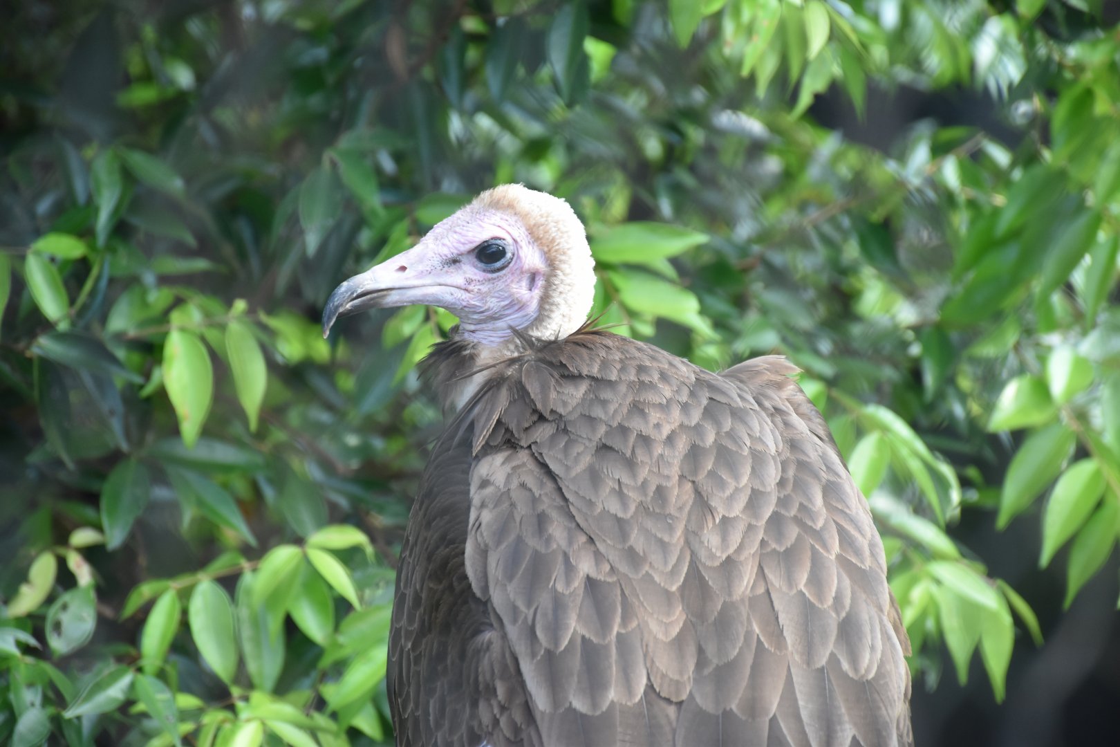 Hooded Vulture (Necrosyrtes monachus)