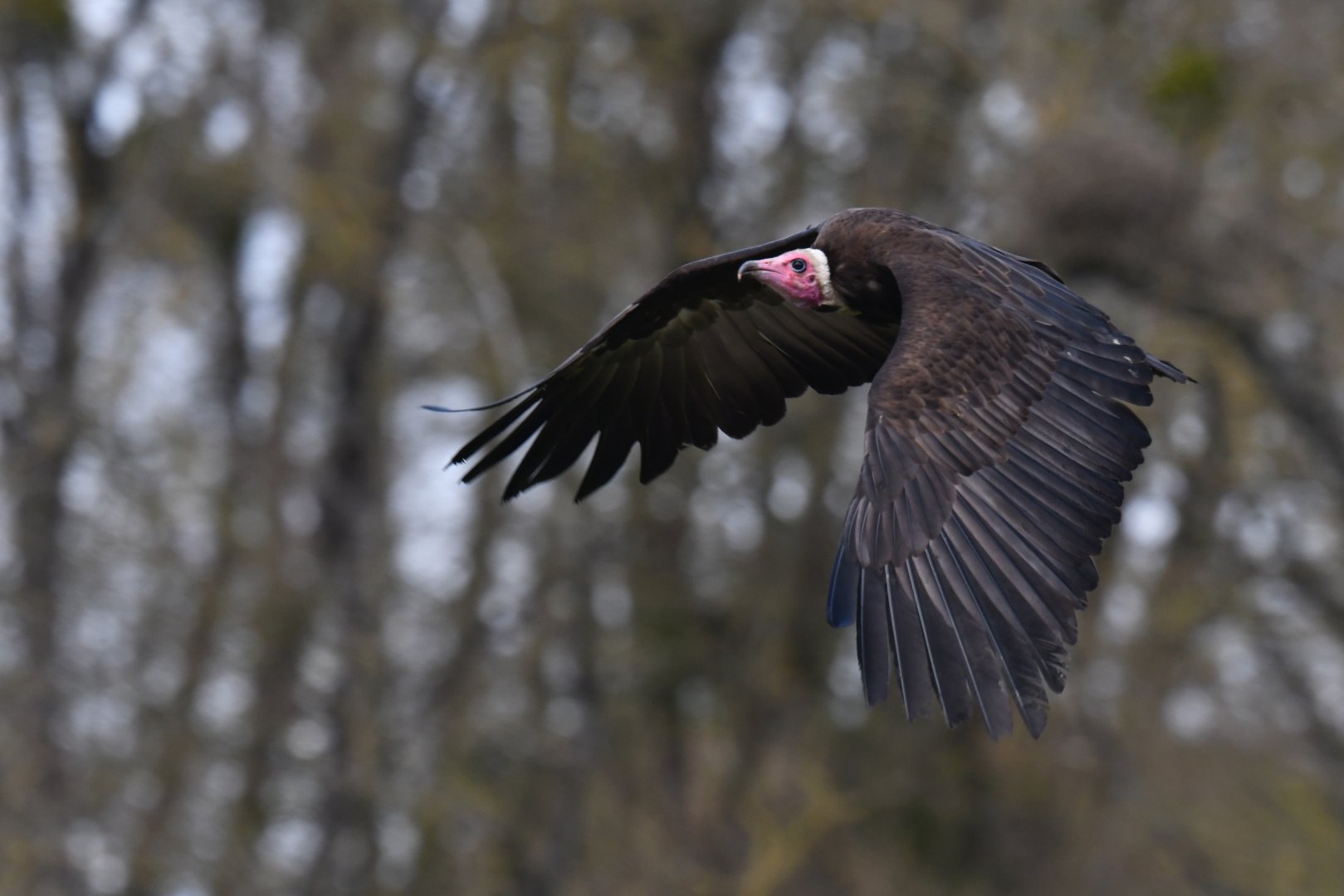 Hooded Vulture Necrosyrtes monachus