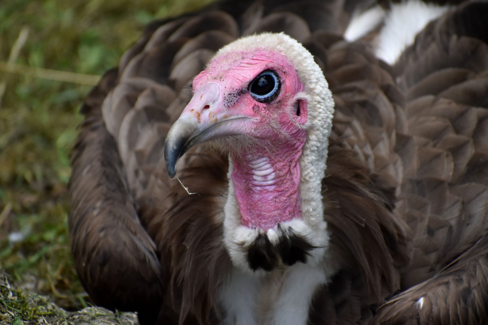 Hooded Vulture - Necrosyrtes monachus