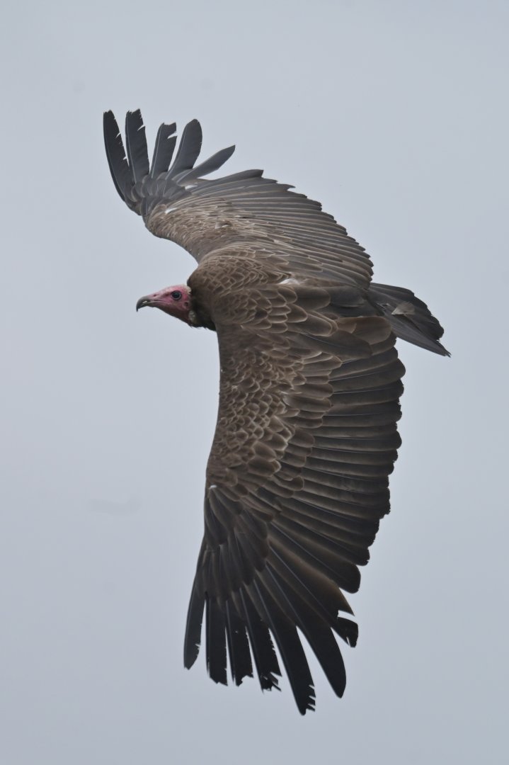 Hooded vulture (Necrosyrtes monachus)