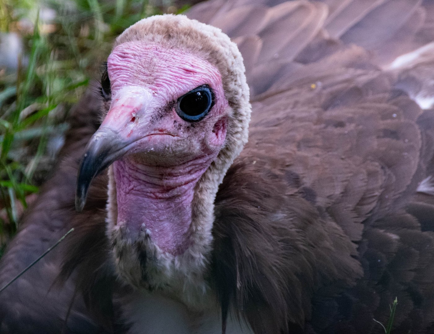 Hooded vulture (Necrosyrtes monachus)