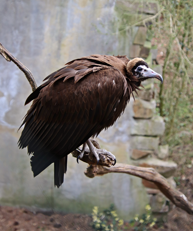Hooded vulture (Necrosyrtes monachus)