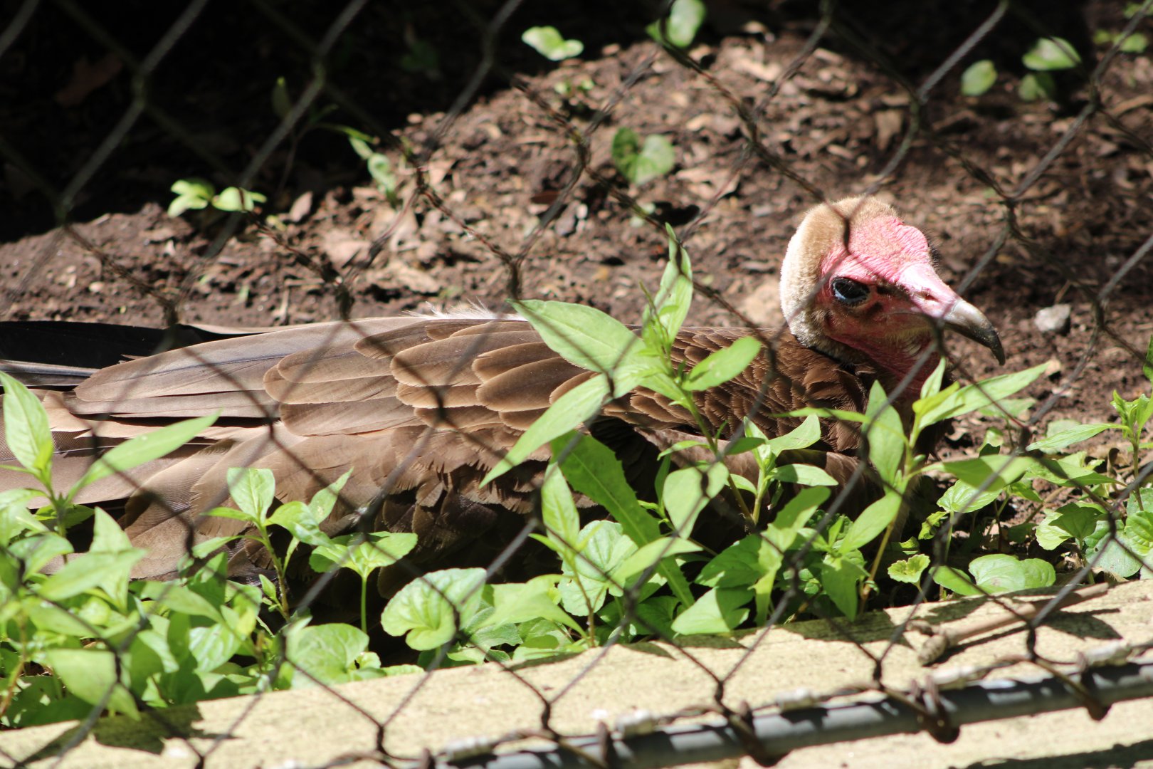 Hooded Vulture (Necrosyrtes monachus)