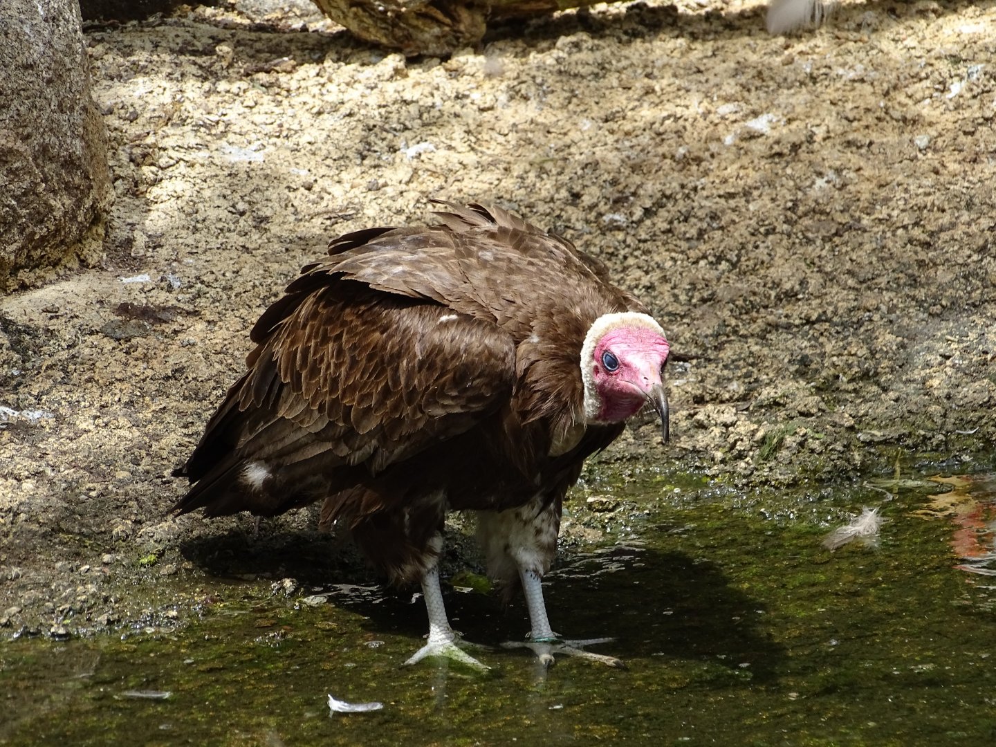 hooded vulture (Necrosyrtes monachus)